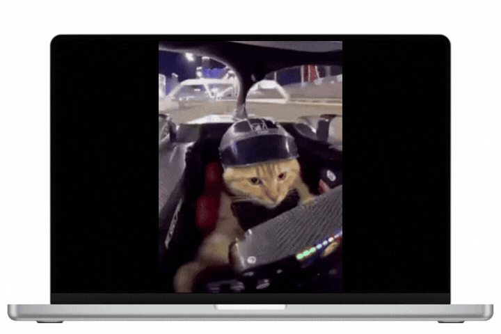 Cat racing a car